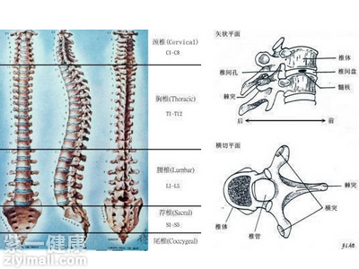 尾椎骨突出是什么原因图片