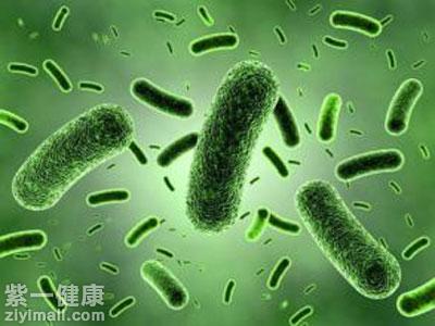 双歧杆菌是益生菌吗 益生菌可不仅仅只是双歧杆菌