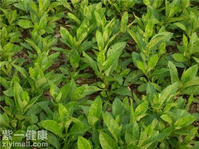 降糖草的食用方法有哪些 教你四种方法吃降糖草