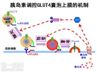 胰岛素的检测方法是什么了解胰岛素检测的优缺点 紫一商城