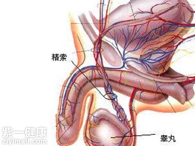 先天性梗阻先天性附睾发育不全;先天性输精管发育不良或缺如;先天性