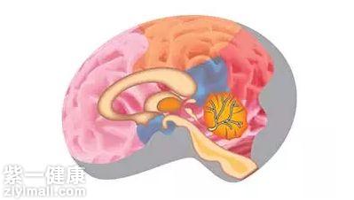 吃什么药能控制小脑萎缩 小脑萎缩治疗时要注意什么