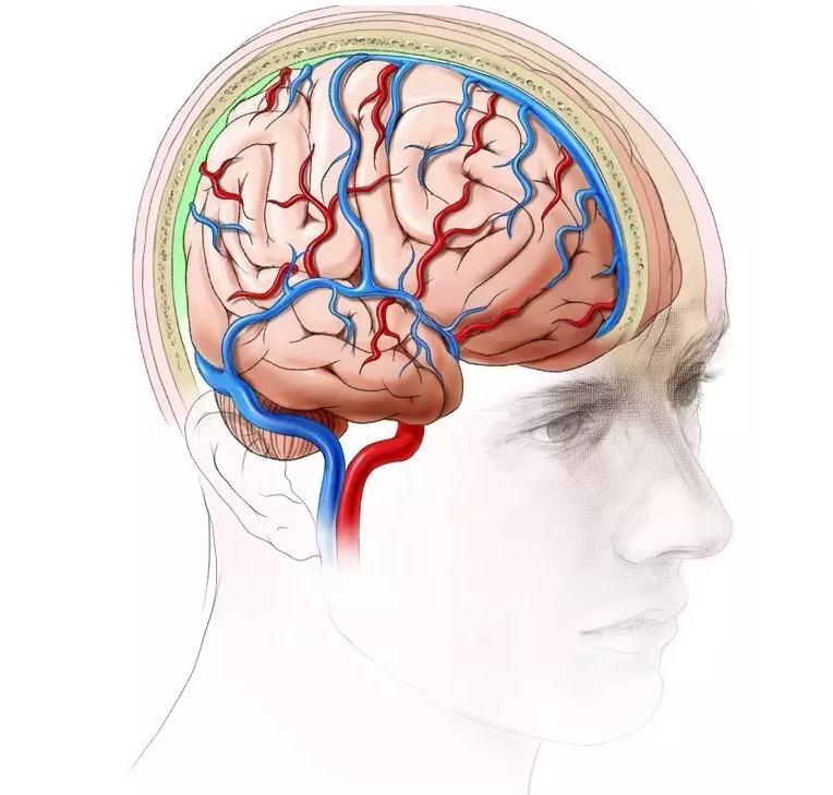 大脑及神经发育