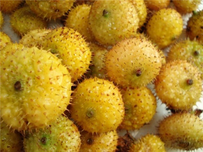 野生刺梨子的功效与作用 小小刺梨五大用处