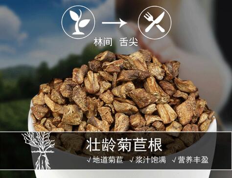 地道菊苣根 地道菊苣根