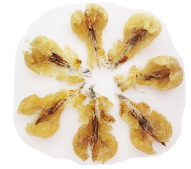 雪蛤的功效与作用 集结哪些人适合食用雪蛤