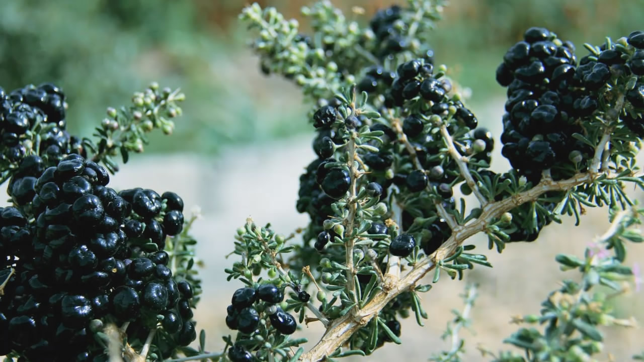 癌症患者吃黑枸杞有助于身体恢复