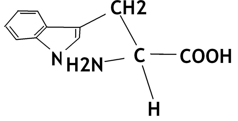 氨基酸作用