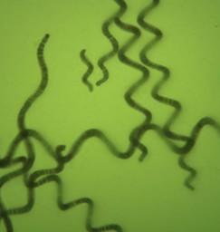 螺旋藻粉的营养成分有哪些