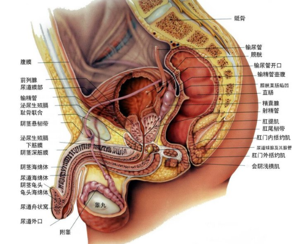 前列腺是什么样子的图片