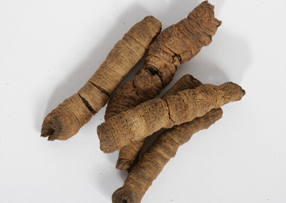 巴戟天的功效与作用