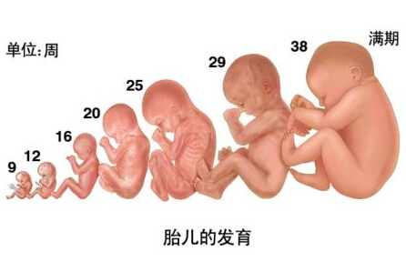 什么是胎儿发育标准