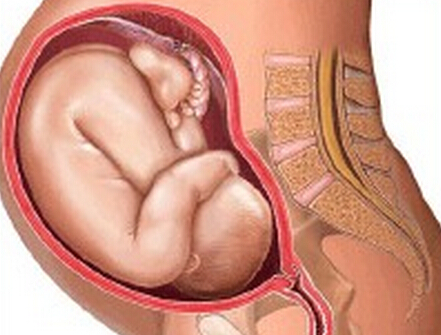 胎儿发育标准