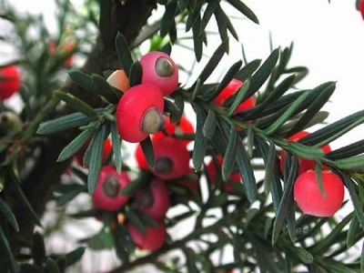 红豆杉的功效与作用