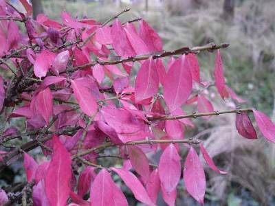 鬼箭羽的功效与作用及食用方法