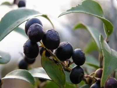 饮食调节乌饭子是一种含有多种酸性成分和维生素的野生食物,它的果实