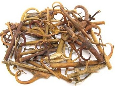 钩藤的功效与作用及禁忌