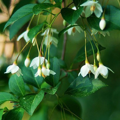 安息香的功效与作用