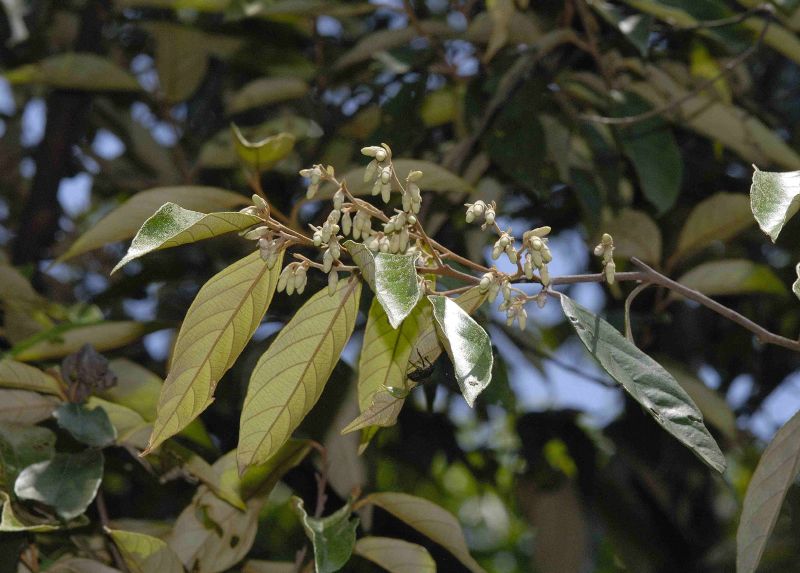 安息香的功效与作用