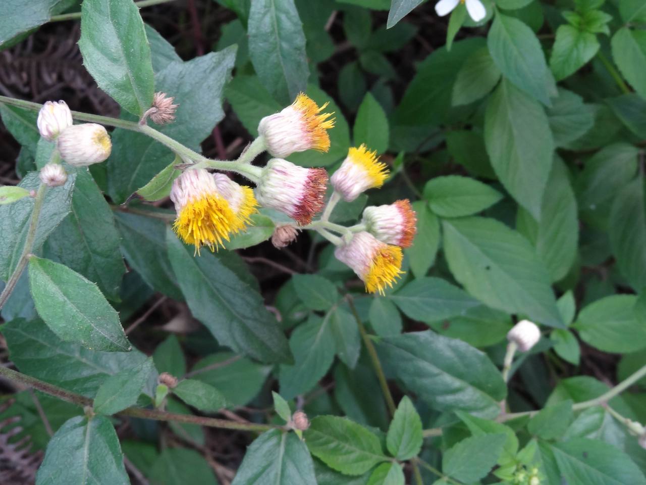 艾纳香的功效与作用