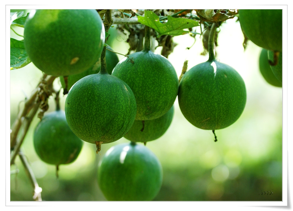 瓜蒌的功效与作用