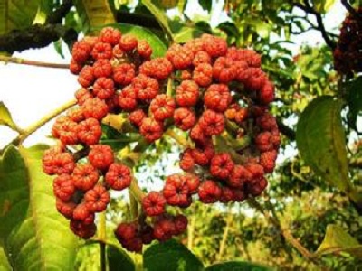 食茱萸的功效与作用