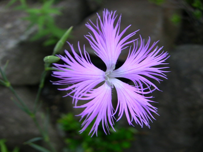 瞿麦的功效与作用