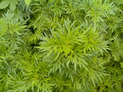 五月艾的功效与作用