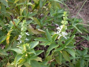 【零陵香是什么】零陵香别名灵香草,蕙草,燕草等,为报春花科植物灵