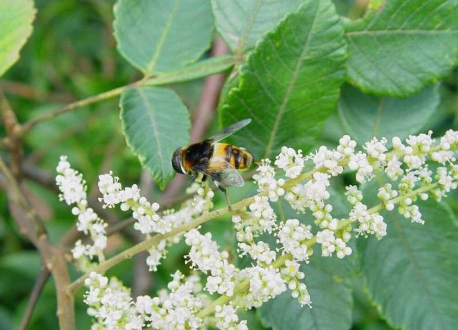 【盐霜柏】盐霜柏的功效与作用_副作用