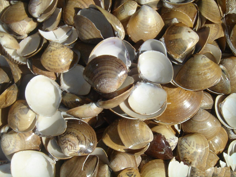 海蛤壳的功效与作用