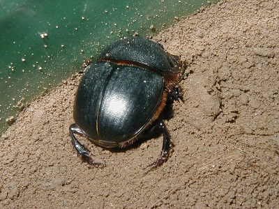 蜣螂的功效与作用