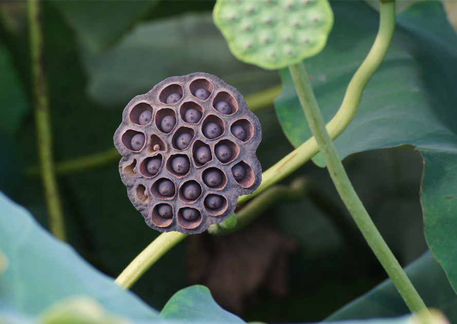 莲房的功效与作用