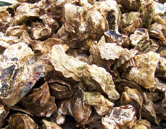 牡蛎干,壳,粉功效功效各不同 生牡蛎和煅牡蛎的区别