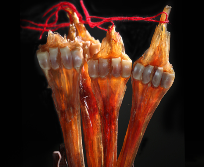 鹿筋怎么吃详解鹿筋吃法大全