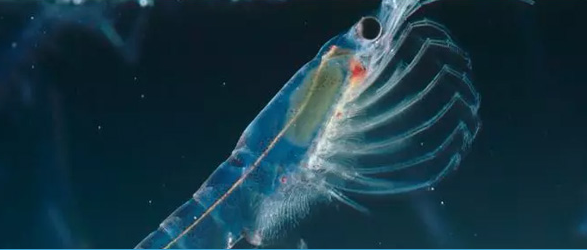 塬头贡鲑鱼磷虾油图片
