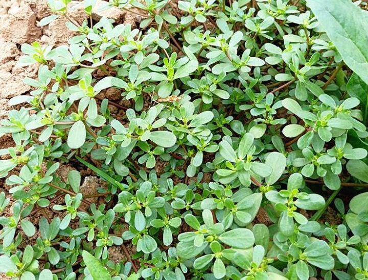 16种降血糖的蔬菜哪16种蔬菜你知道吗