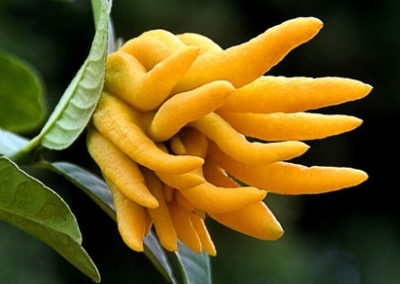 中药佛手与佛手花区别盘点3个方面的区别