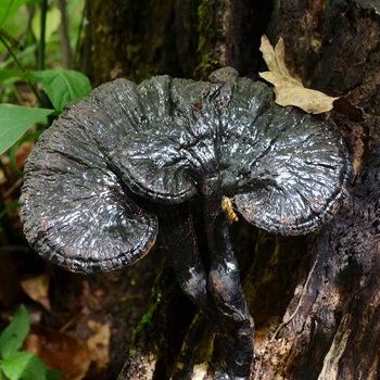 黑灵芝有哪些作用与功效盘点黑灵芝的5大功效