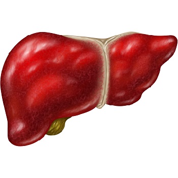 肝脏