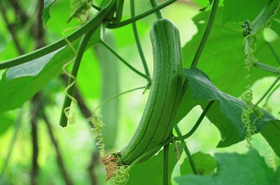 image 丝瓜