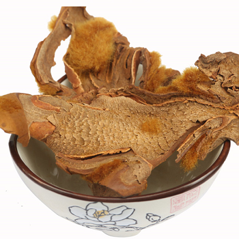 金毛狗脊的功效与作用详解金毛狗脊的三大好处