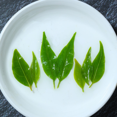 image 苦丁茶有什么作用和功效