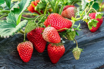 孕妇高血糖能吃草莓吗