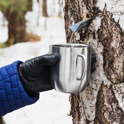 樺樹汁怎么保存